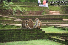 Sri-Lanka-Sigiria-Dambula-2018-foto495_500005